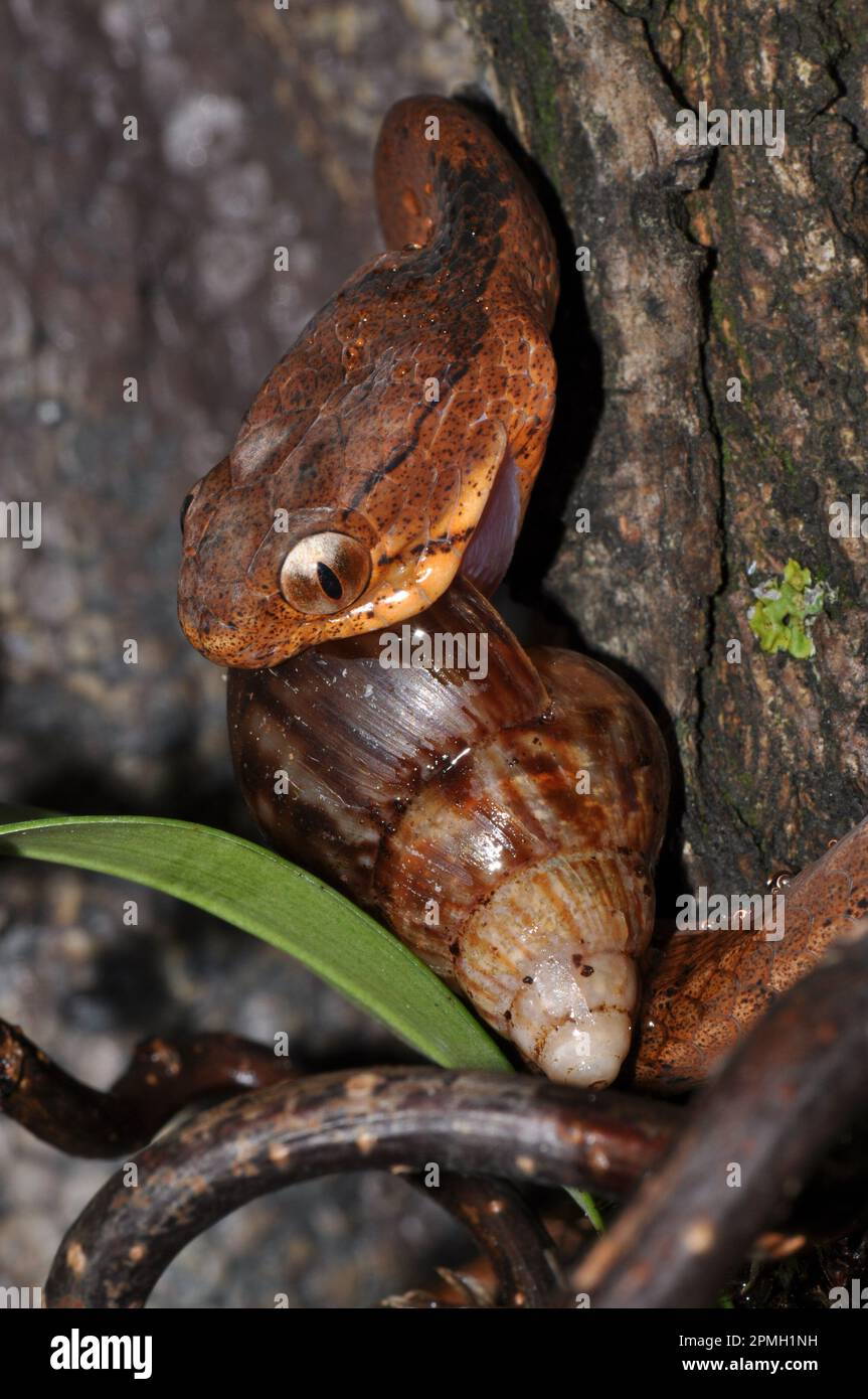 Pareas carinatus, Gekielte Schneckennatter, lumaca keeled mangiare serpente Foto Stock