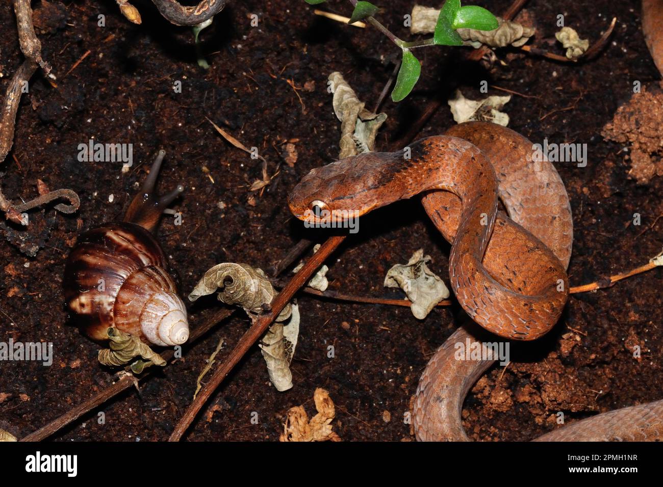 Pareas carinatus, Gekielte Schneckennatter, lumaca keeled mangiare serpente Foto Stock