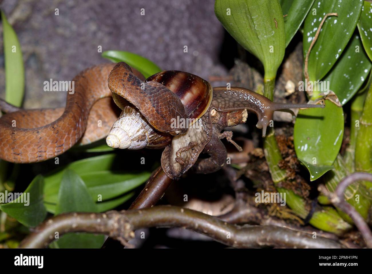 Pareas carinatus, Gekielte Schneckennatter, lumaca keeled mangiare serpente Foto Stock