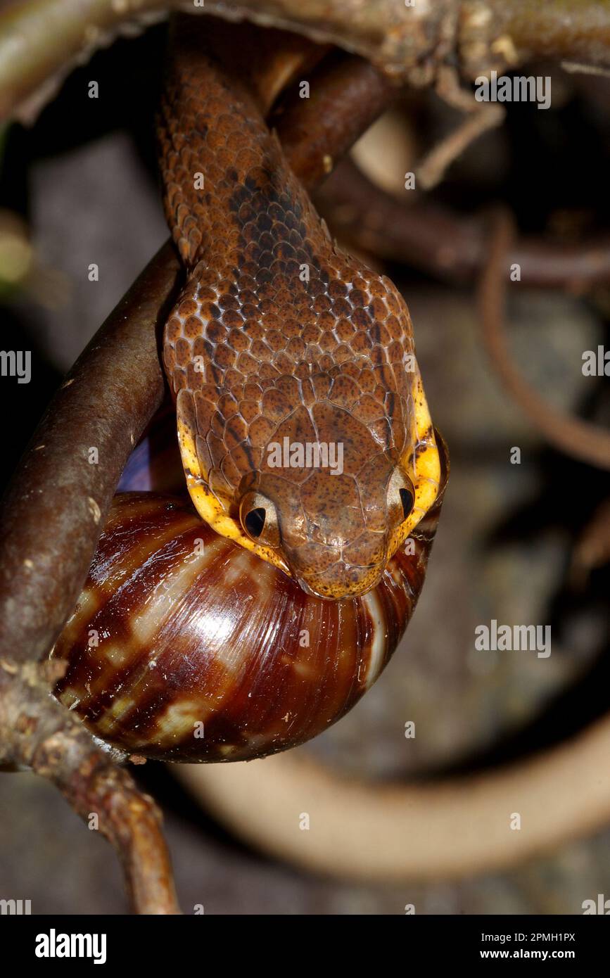 Pareas carinatus, Gekielte Schneckennatter, lumaca keeled mangiare serpente Foto Stock