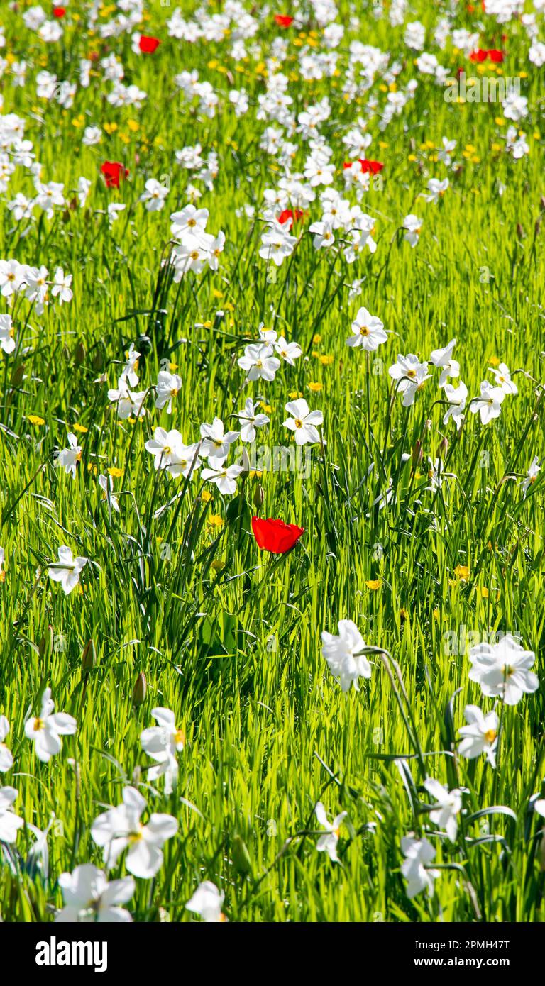 Giardino fiorito Cambridge Foto Stock