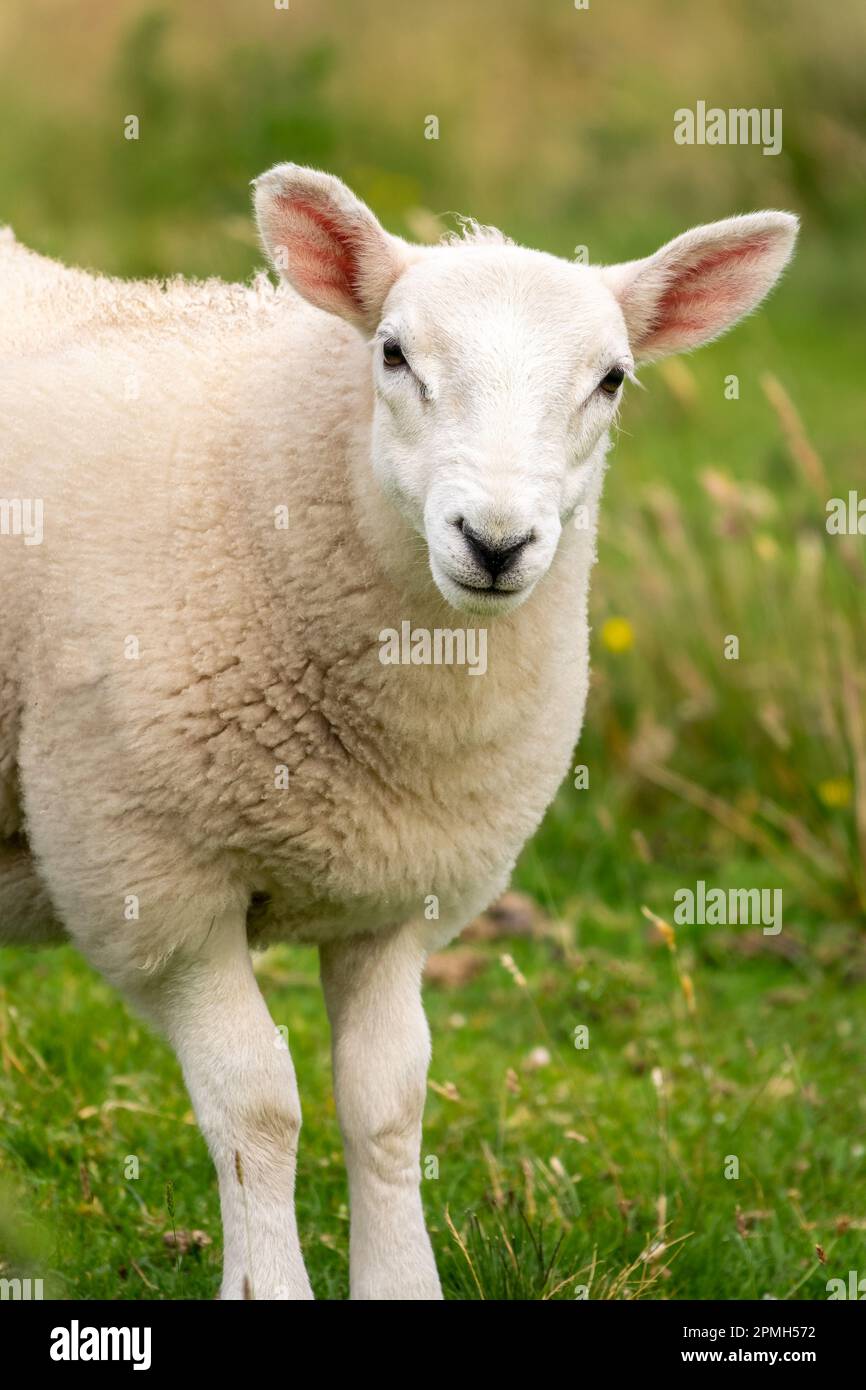 Primo piano ritratto di una giovane pecora curiosa in un prato nelle Highlands, Scozia, Regno Unito Foto Stock