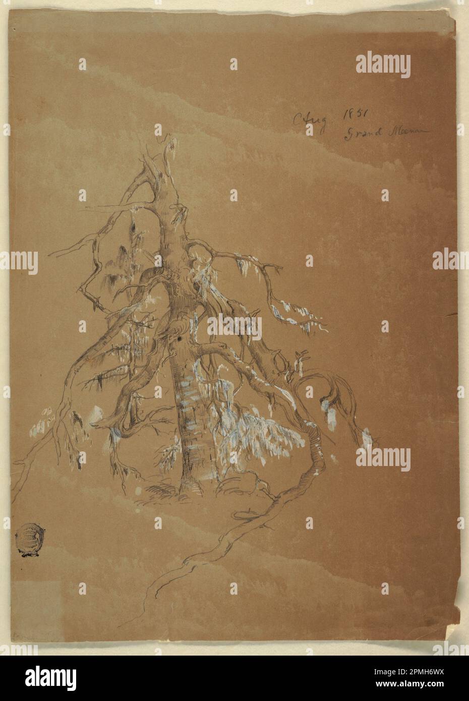 Disegno, Un Evergreen gnarled, Grand Manan, Canada; Frederic Edwin Church (americano, 1826–1900); Canada; grafite, pennello e gouache bianche su carta marrone; foglio: 39,3 x 27,9 cm (15 1/2 x 11 pollici) Foto Stock