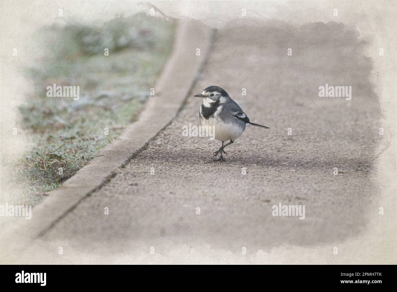 Dipinto digitale ad acquerello, Motacilla Alba Yarrellii su pascoli congelati durante l'inverno britannico. Foto Stock