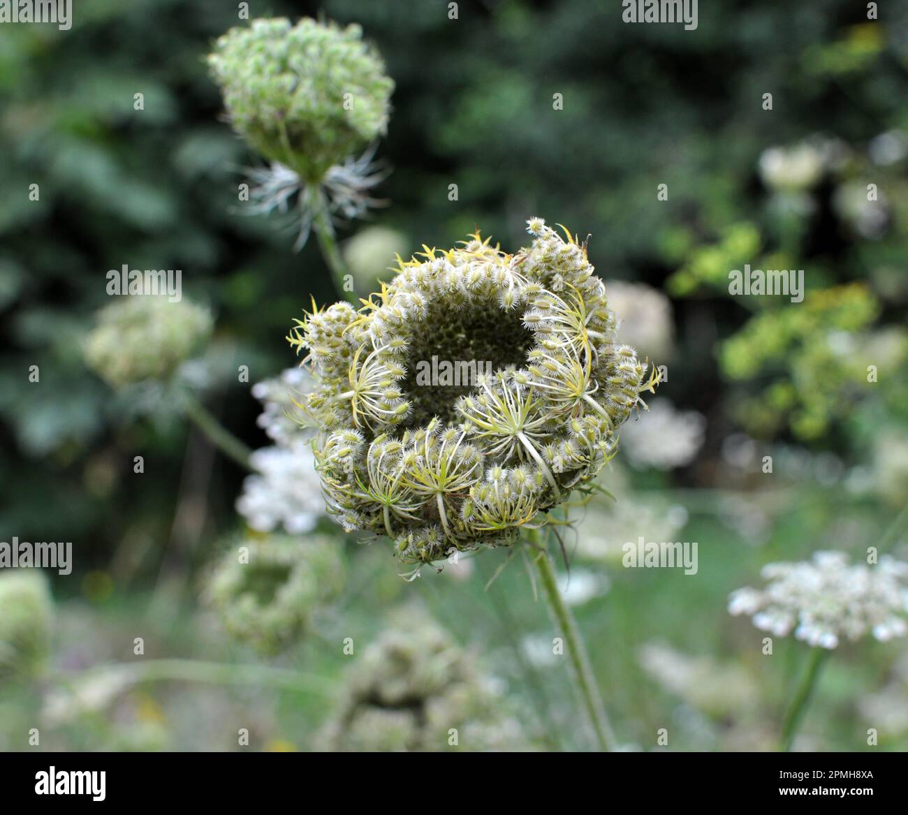 In estate, carote selvatiche (Daucus carota) crescono in natura Foto Stock