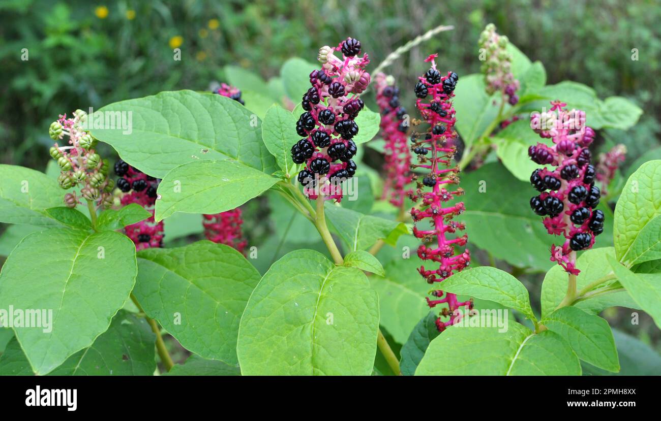 Nel giardino cresce la pianta ornamentale Phytolacca acinosa Foto Stock