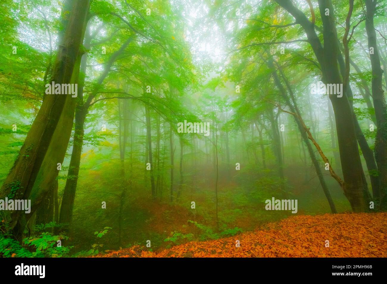 Mystischer nebliger Wald Foto Stock
