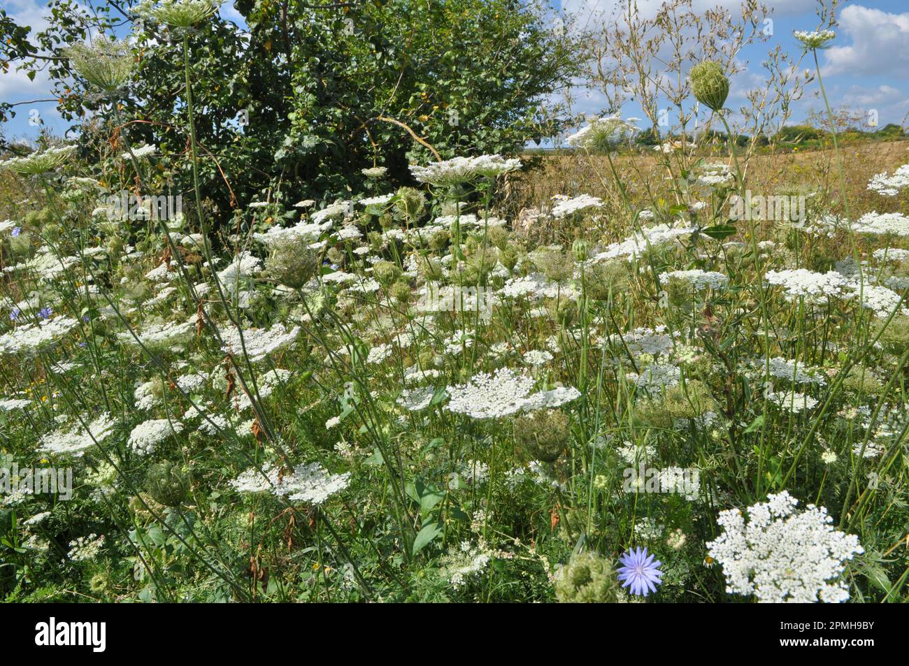 In estate, carote selvatiche (Daucus carota) crescono in natura Foto Stock