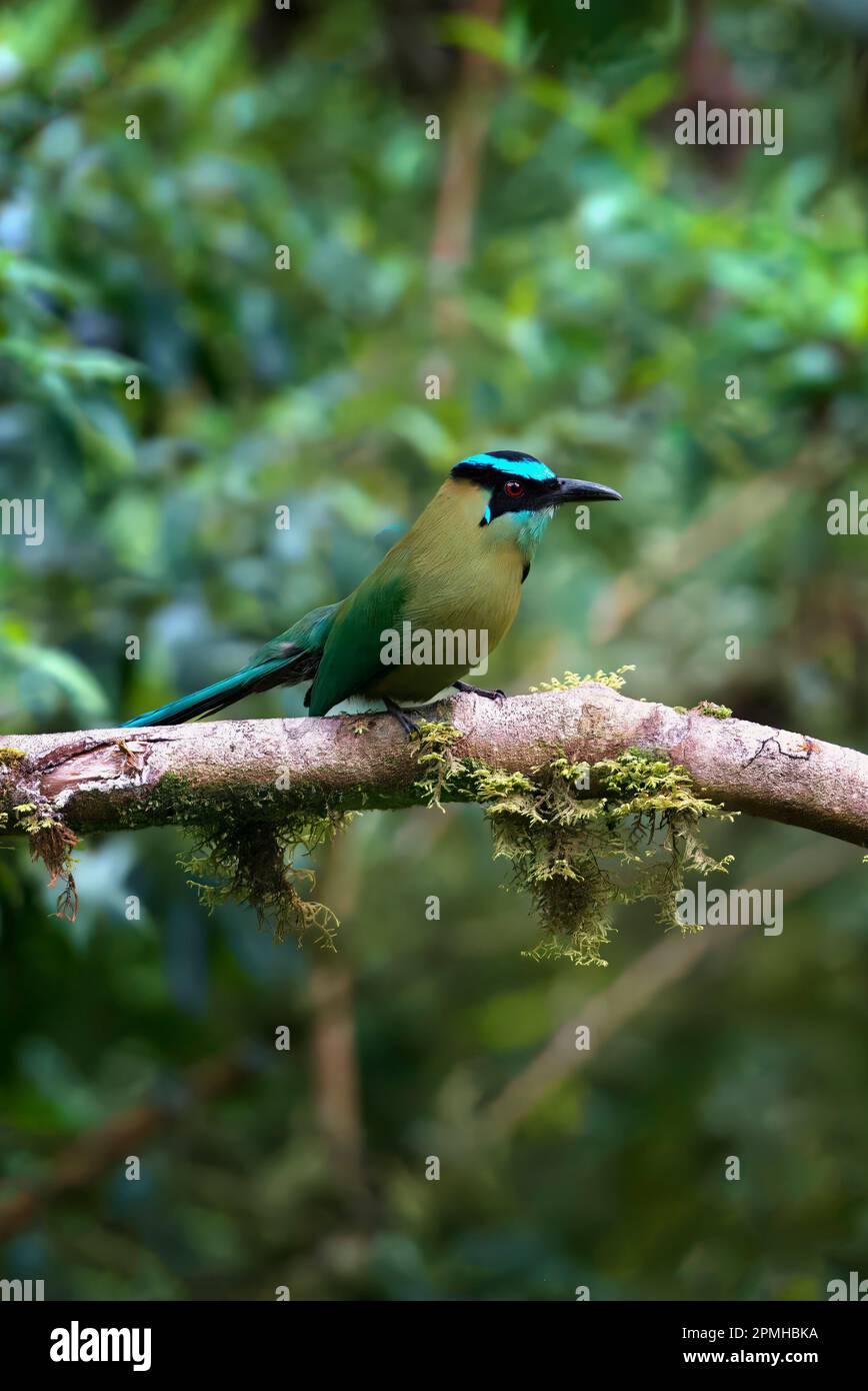 motmotta andina (Momotus aequatorialis), Parco Nazionale di Manu, Foresta delle nubi di Amazzonia peruviana, Perù, Sud America Foto Stock