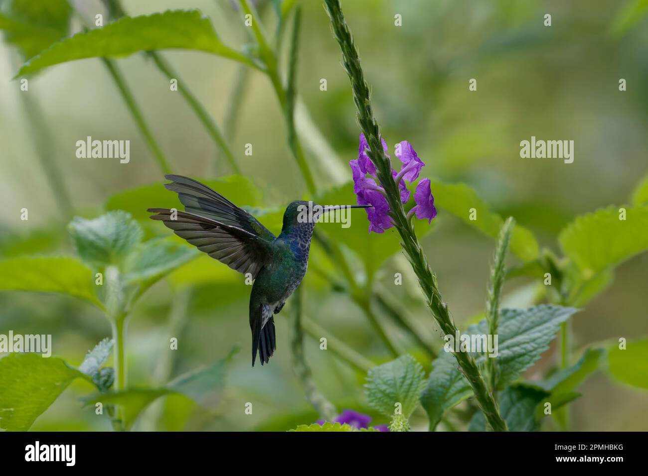 Femmina Jacobin bianco collo (Florisuga Mellivora), un tipo di colibrì, in volo, Manu National Park Cloud Forest, Perù, Sud America Foto Stock