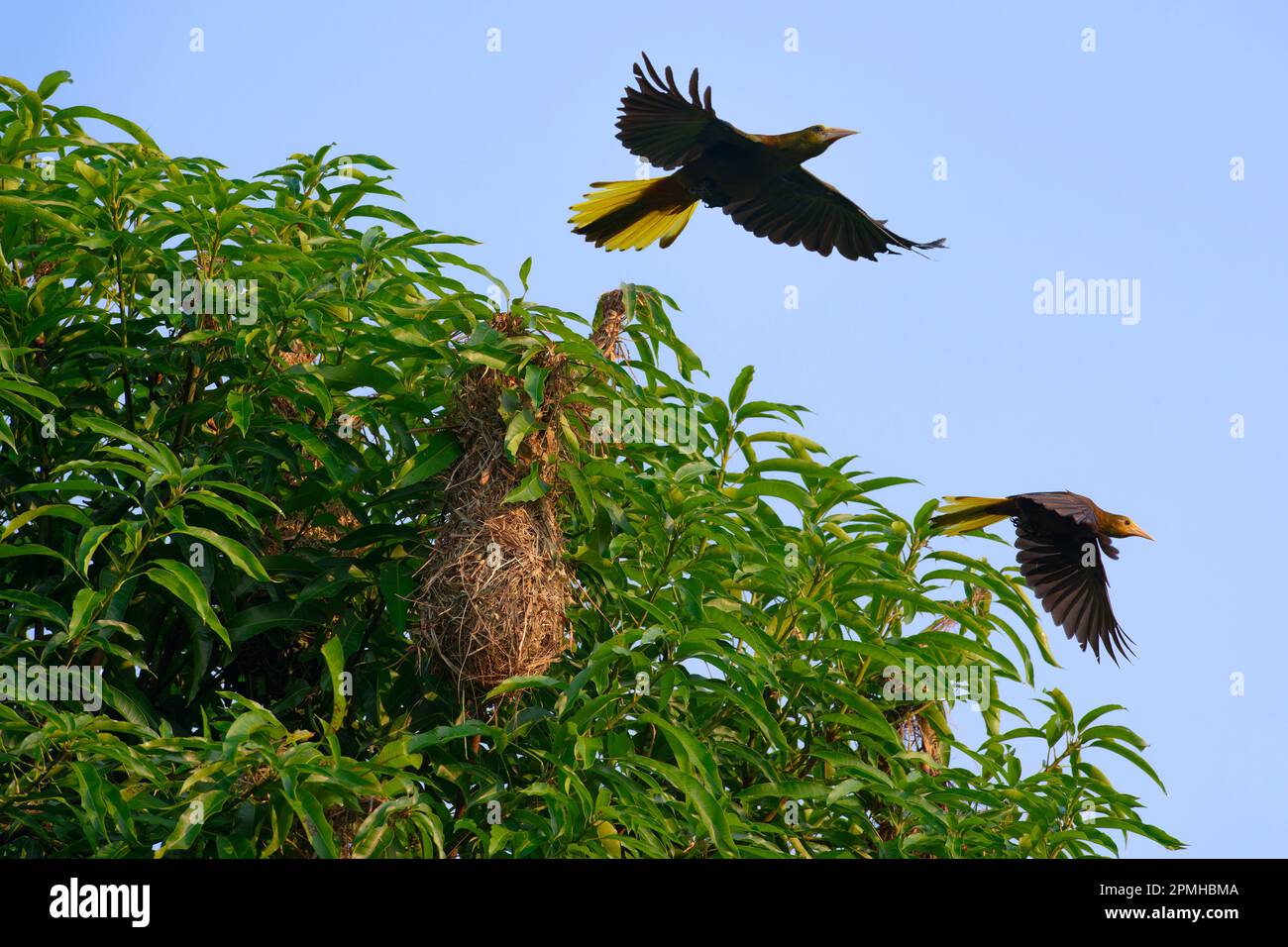 Volo Crested Oropendolas (Cornavives) (Psarocolius decumanus) sul luogo di nidificazione, Manu National Park, Amazzonia peruviana, Perù, Sud America Foto Stock