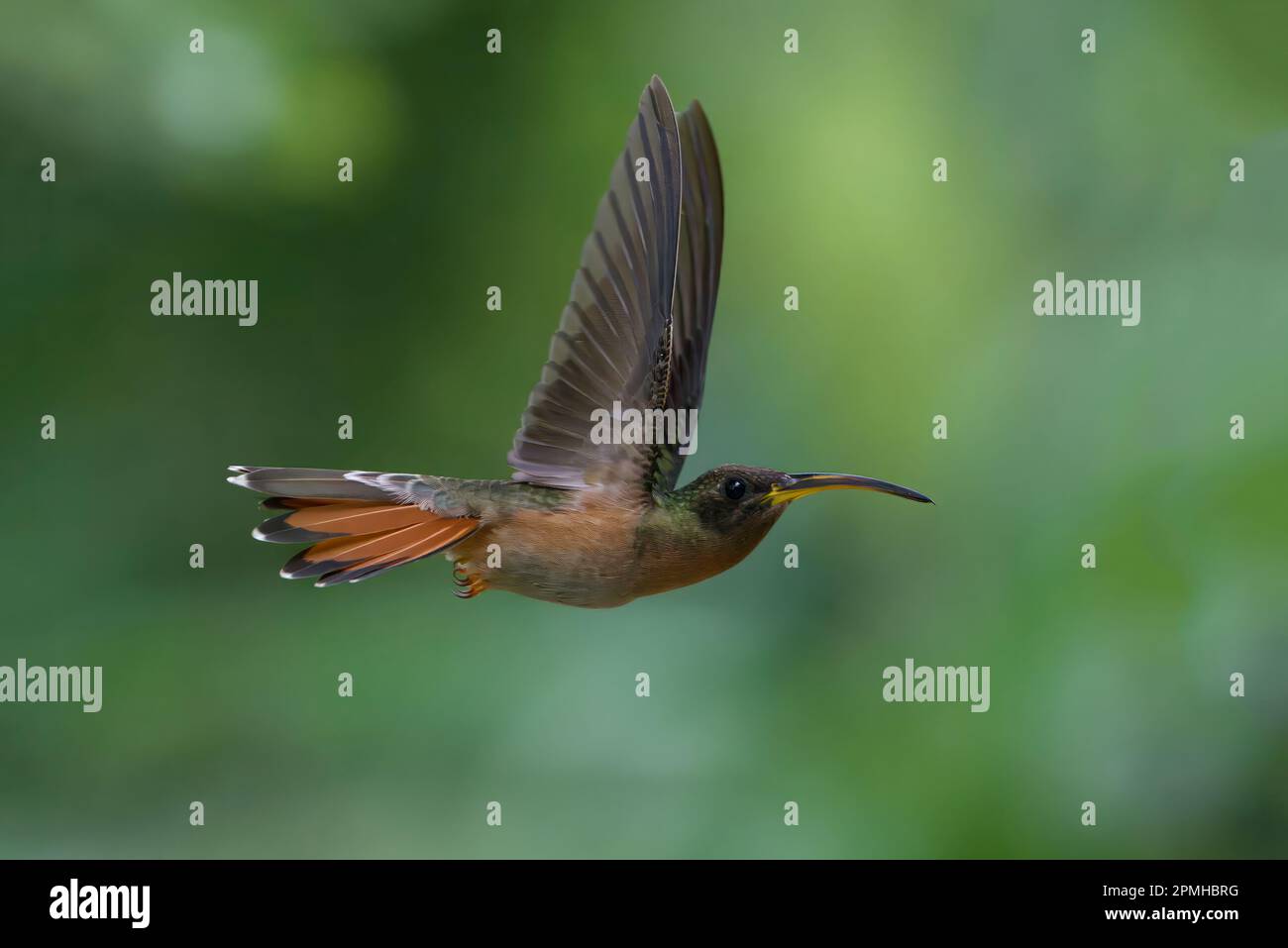 Eremita di petto di Rufous (Glaucis hirsutus), un tipo di colibrì, in volo, Manu National Park, Peruvian Amazon Cloud Forest, Perù, Sud America Foto Stock