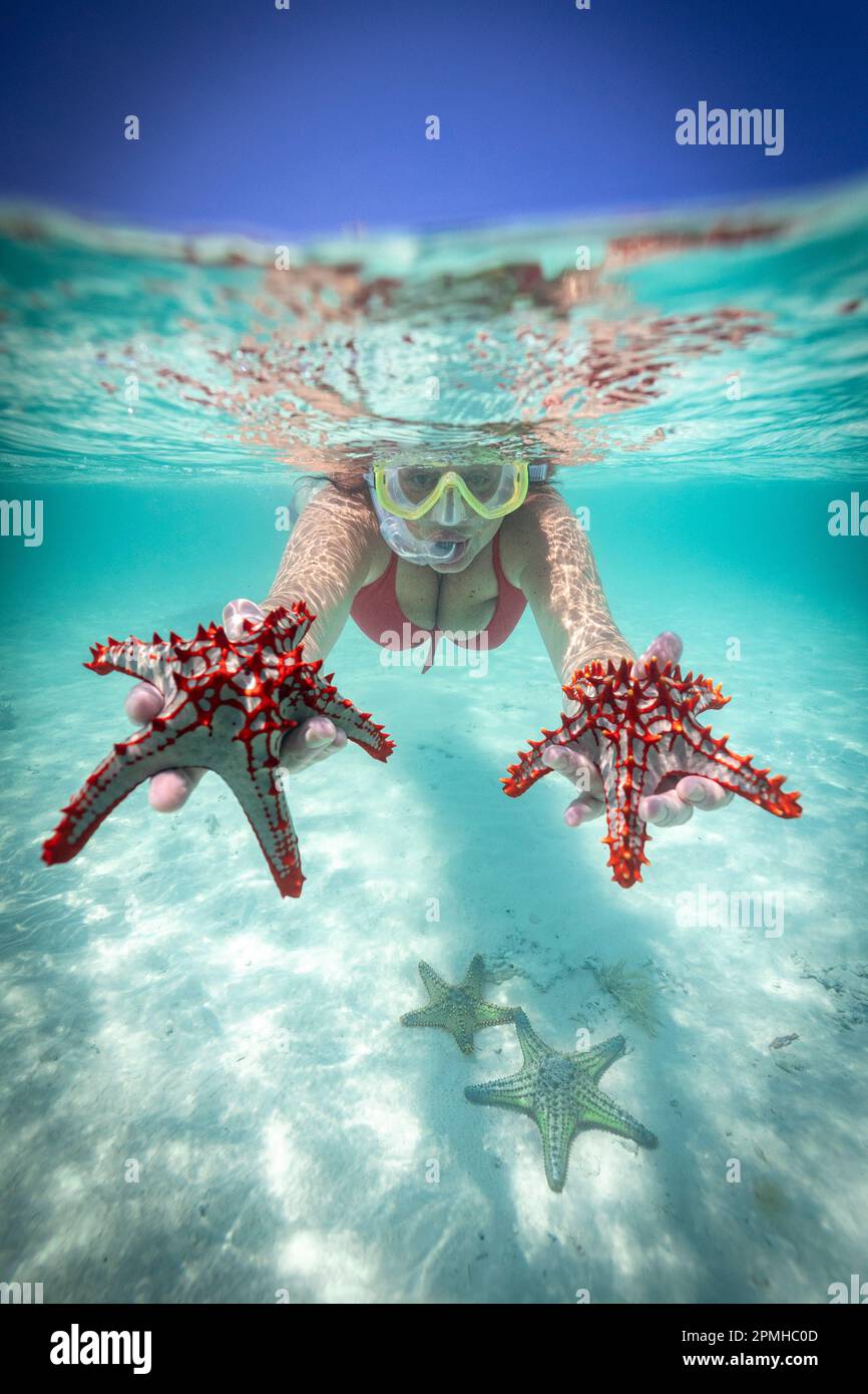 Donna in possesso di due stelle marine rosse snorkeling nel mare turchese in estate, Zanzibar, Tanzania, Africa orientale, Africa Foto Stock