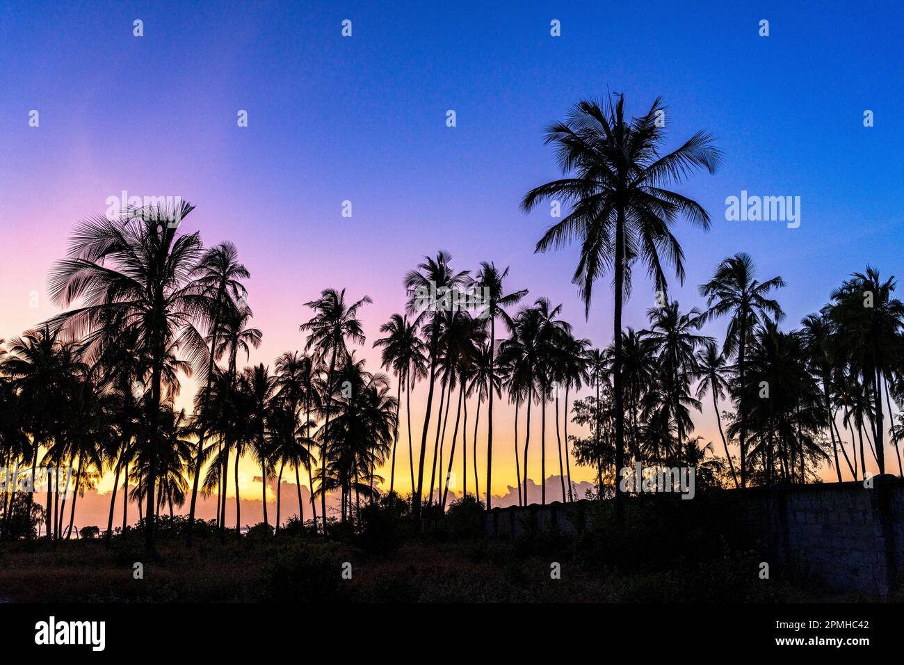 Sagome di palme sotto il cielo romantico all'alba, Zanzibar, Tanzania, Africa orientale, Africa Foto Stock