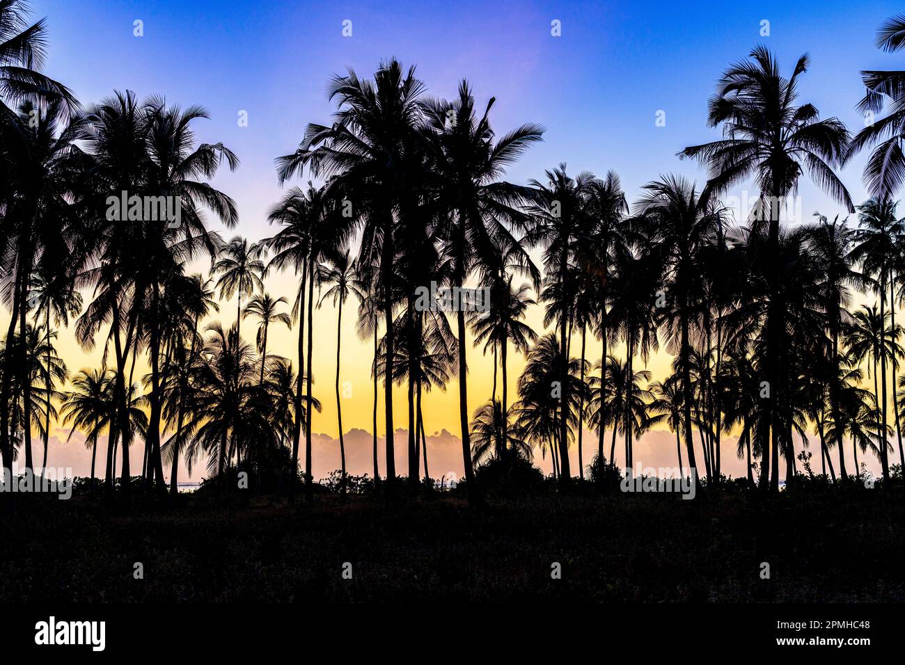 Alba tropicale su silhouette di palme, Zanzibar, Tanzania, Africa orientale, Africa Foto Stock