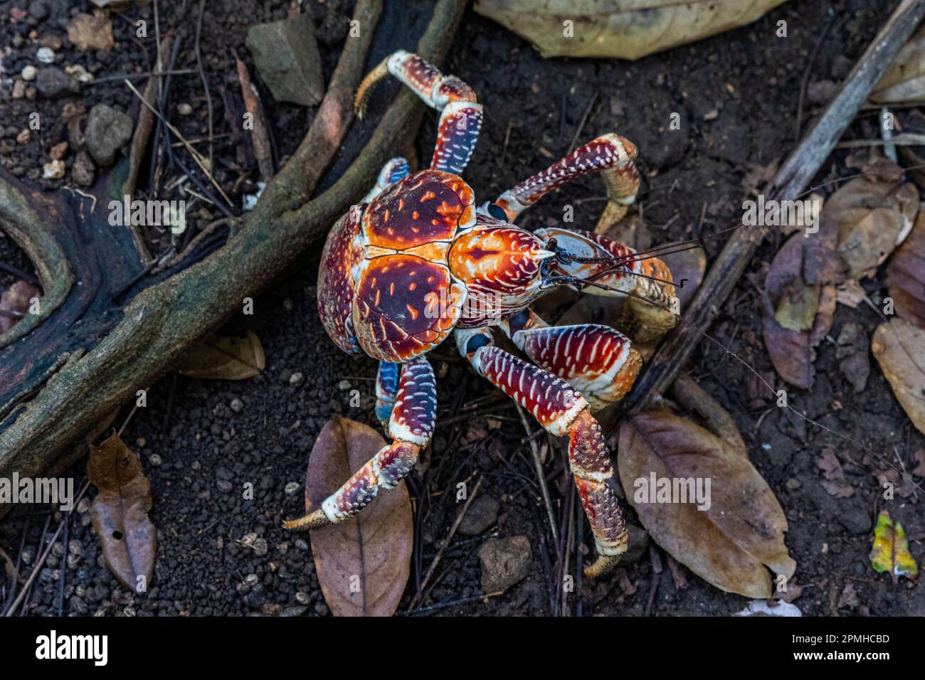 Granchio blu, Christmas Island, Australia, Oceano Indiano Foto Stock