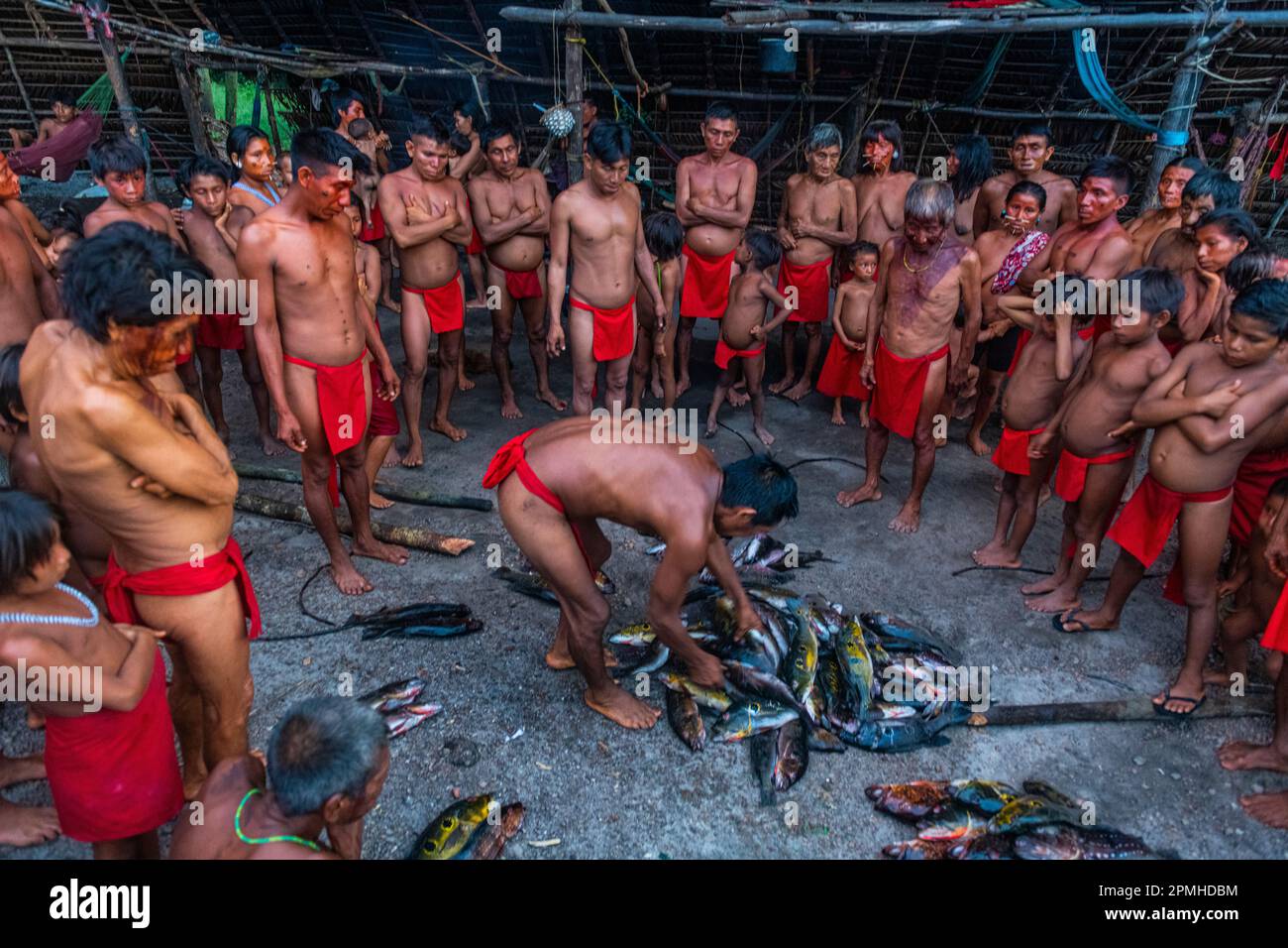 Uomini della tribù Yanomami che distribuiscono pesce appena pescato, Venezuela meridionale, Sud America Foto Stock