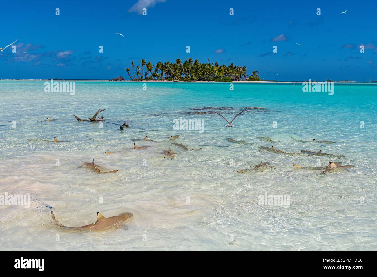 Squali neri della barriera corallina nella Laguna Blu, atollo di Rangiroa, Tuamotus, Polinesia Francese, Sud Pacifico, Pacifico Foto Stock