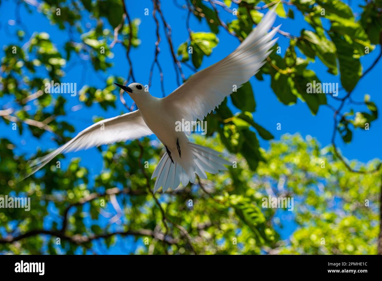 Fata terna su un piccolo isolotto nella laguna dell'atollo di Rangiroa, Tuamotus, Polinesia Francese, Sud Pacifico, Pacifico Foto Stock