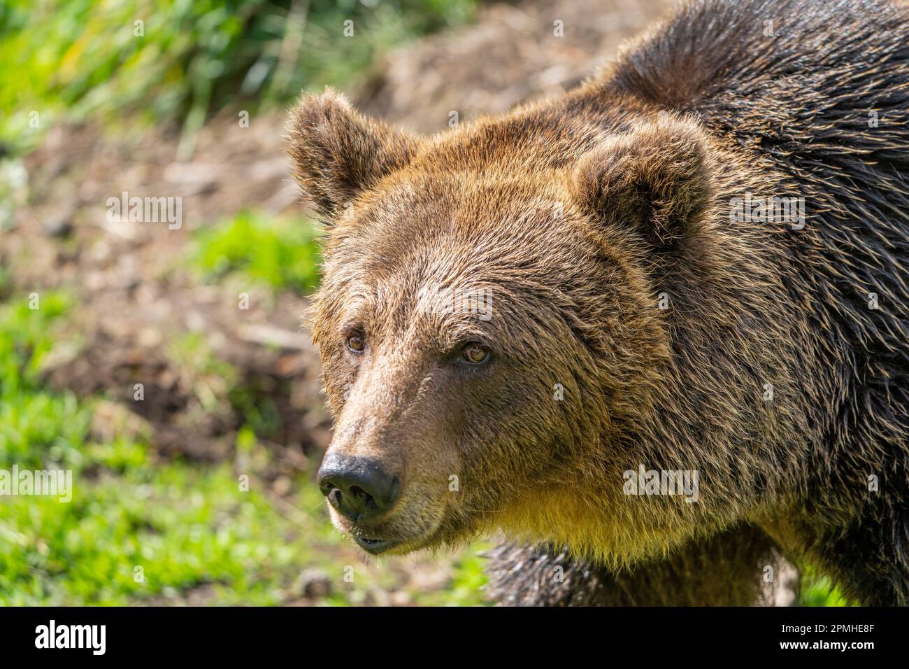 Ona Vidal. Orso marrone sull'erba verde accanto ad un albero, seduto, salvando con la bocca aperta. Gli orsi sono mammiferi che appartengono alla famiglia Ursidae. T Foto Stock
