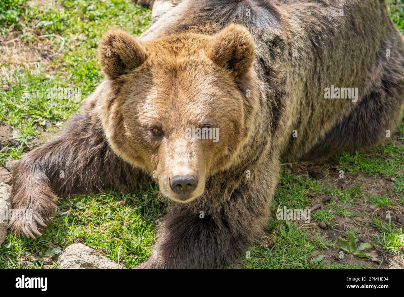 Ona Vidal. Orso marrone sull'erba verde accanto ad un albero, seduto, salvando con la bocca aperta. Gli orsi sono mammiferi che appartengono alla famiglia Ursidae. T Foto Stock