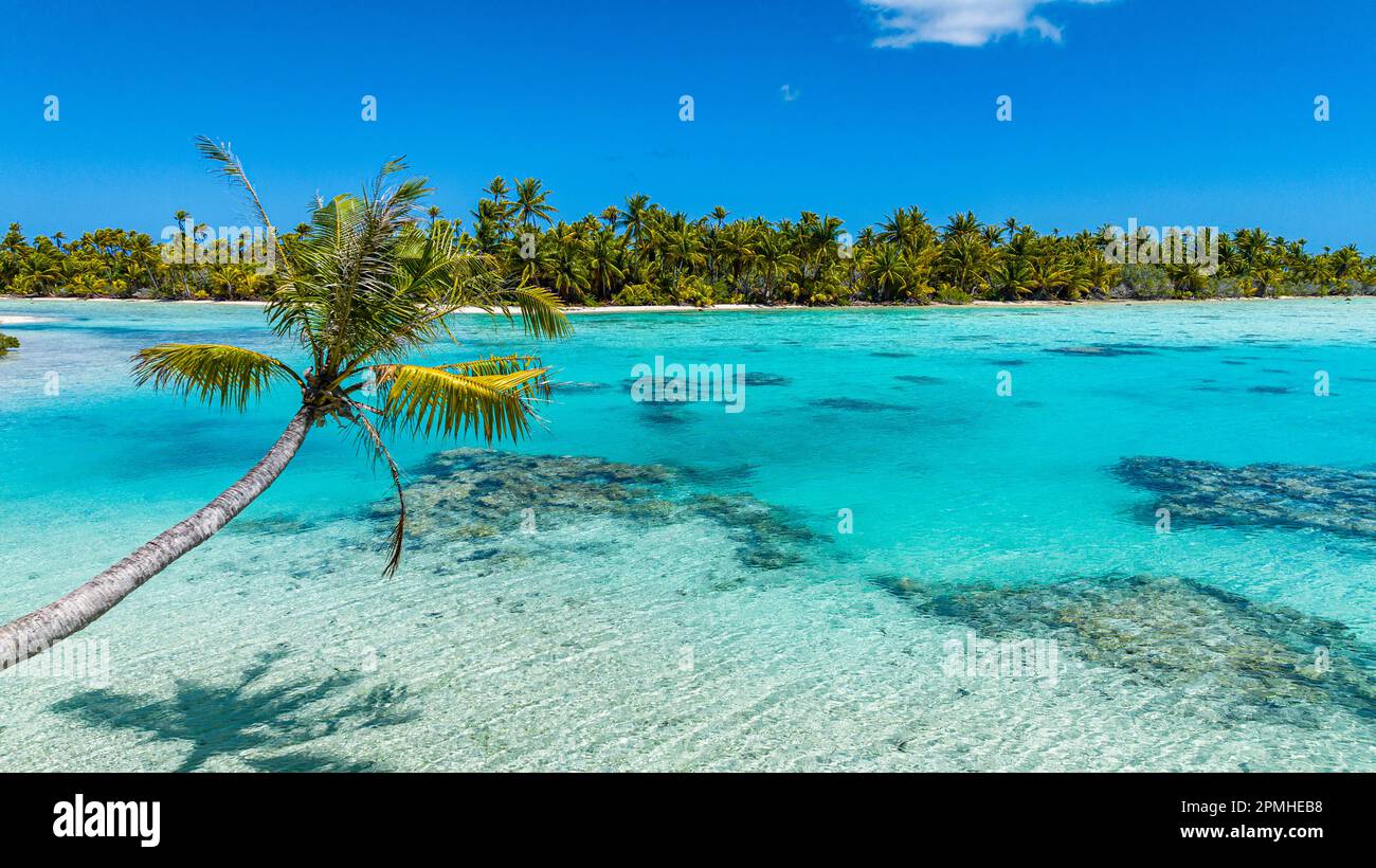 Antenna della laguna blu, Fakarava, arcipelago delle Tuamotu, Polinesia francese, Sud Pacifico, Pacifico Foto Stock