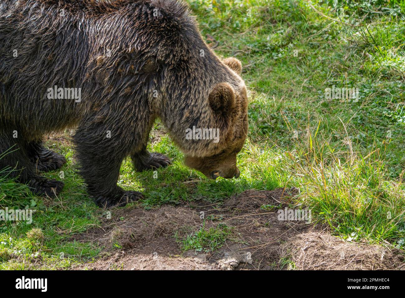 Ona Vidal. Orso marrone sull'erba verde accanto ad un albero, seduto, salvando con la bocca aperta. Gli orsi sono mammiferi che appartengono alla famiglia Ursidae. T Foto Stock
