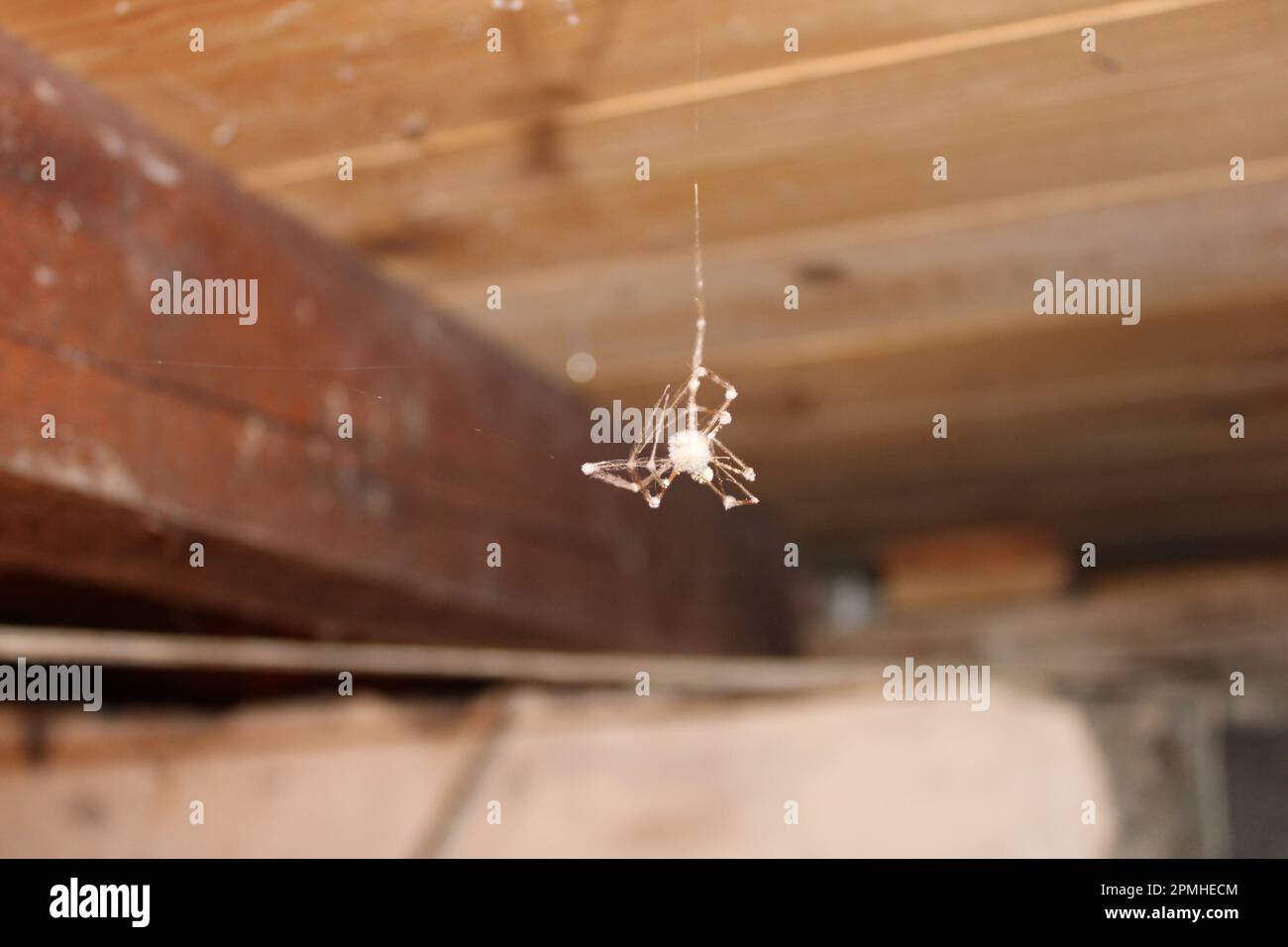 Ragno calcificato in cantina Foto Stock