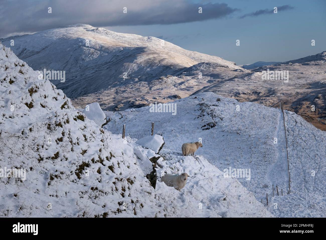 Pecore della montagna gallese sostenute da Moel Siabod e dalla catena montuosa di Moelwynion in inverno, Snowdonia National Park, Eryri, Galles del Nord, Regno Unito Foto Stock
