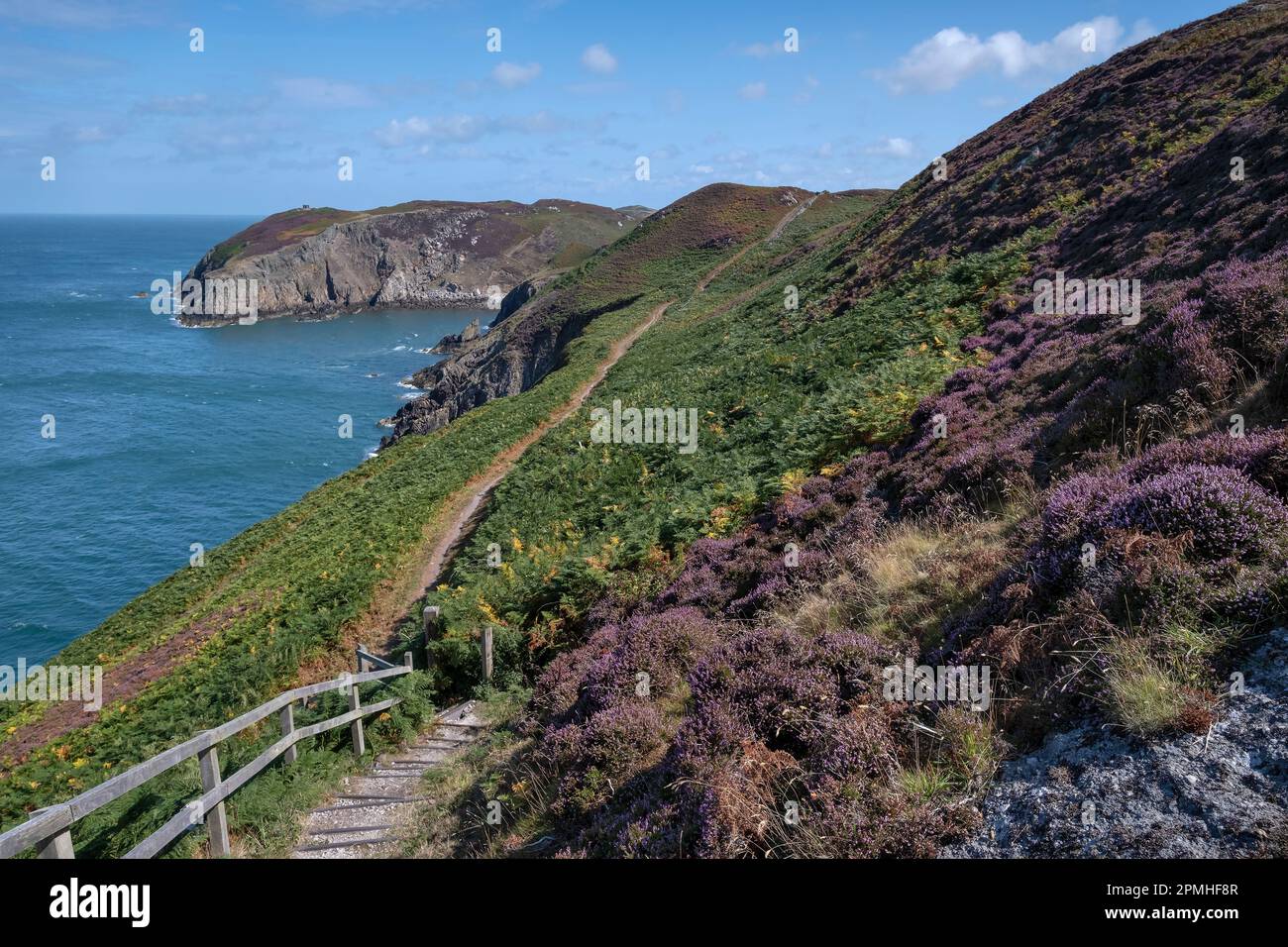 Porpora Heather sulla Anglesey Coast Path in estate, vicino a Cemaes, Anglesey, Galles del Nord, Regno Unito, Europa Foto Stock