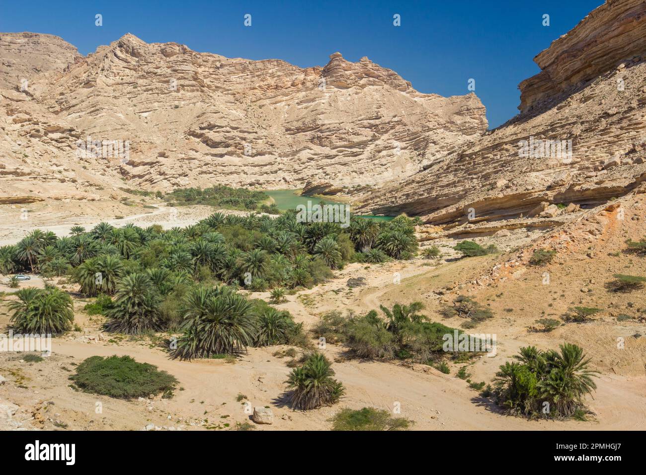 Alberi di palma in Wadi Sinaq, Hasik, Dhofar Governatorato, Oman, Medio Oriente Foto Stock