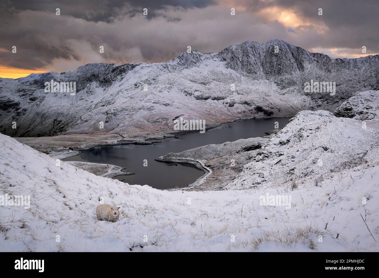 Pecora di montagna gallese nelle nevi sopra Llyn Llydaw sostenuto da Y Lliwedd in inverno, CWM Dyli, Eryri, Snowdonia National Park, Galles del Nord, Regno Unito Foto Stock