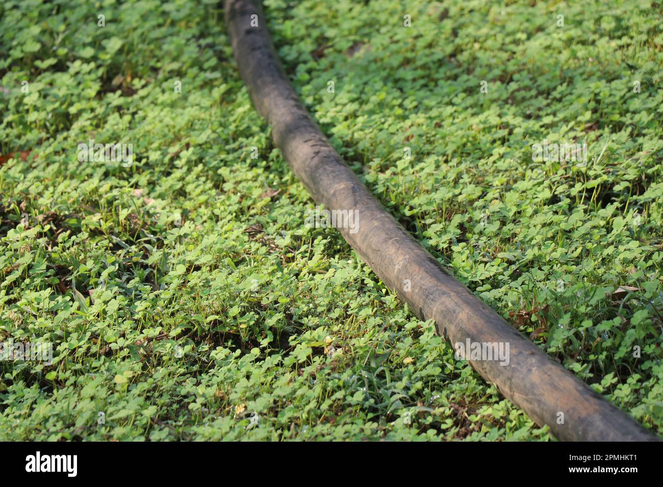 Tubi in HDPE che trasportano acqua principalmente per irrigazione e piccole industrie sono posati sul terreno circondato da piante fresche Foto Stock