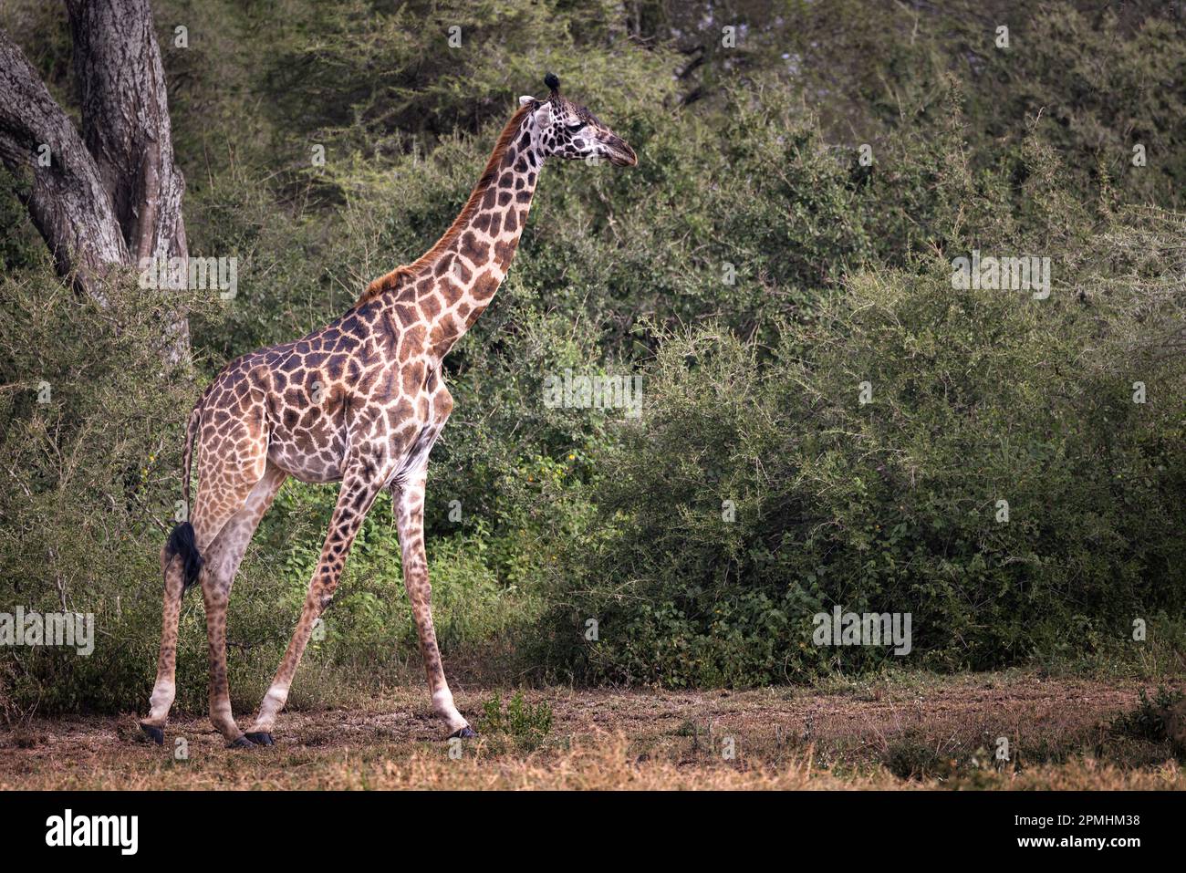 Selvaggio maestoso Maasai Giraffe nella macchia del Parco Nazionale del Serengeti, Tanzania, Africa Foto Stock