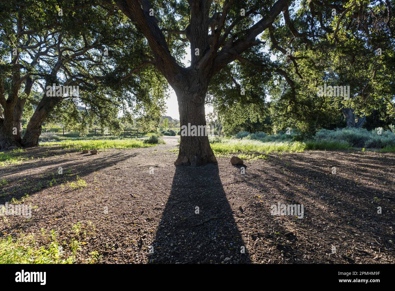 Querce autoctone con luce mattutina al Chatsworth Park South nell'area della San Fernando Valley di Los Angeles, California. Foto Stock