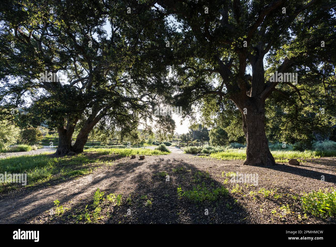 Grandi querce e luce mattutina al Chatsworth Park South nell'area della San Fernando Valley di Los Angeles, California. Foto Stock