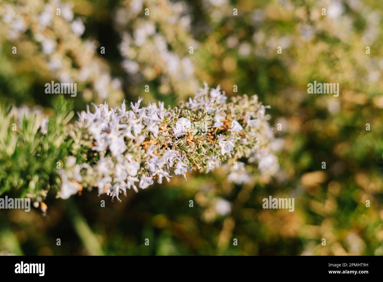 Particolare di un fiore selvatico sulla natura con spazio copia Foto Stock