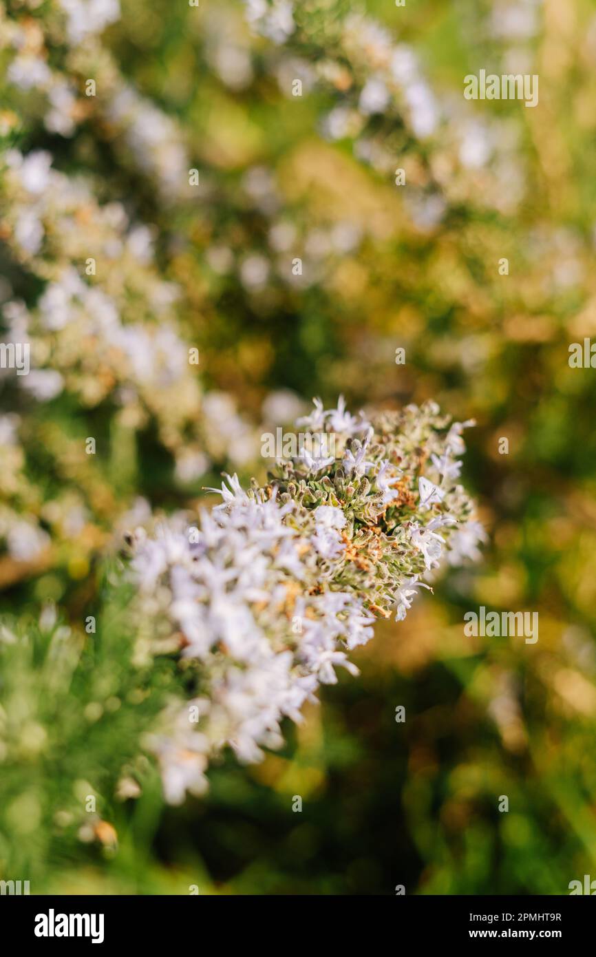 Particolare di un fiore selvatico sulla natura con spazio copia Foto Stock