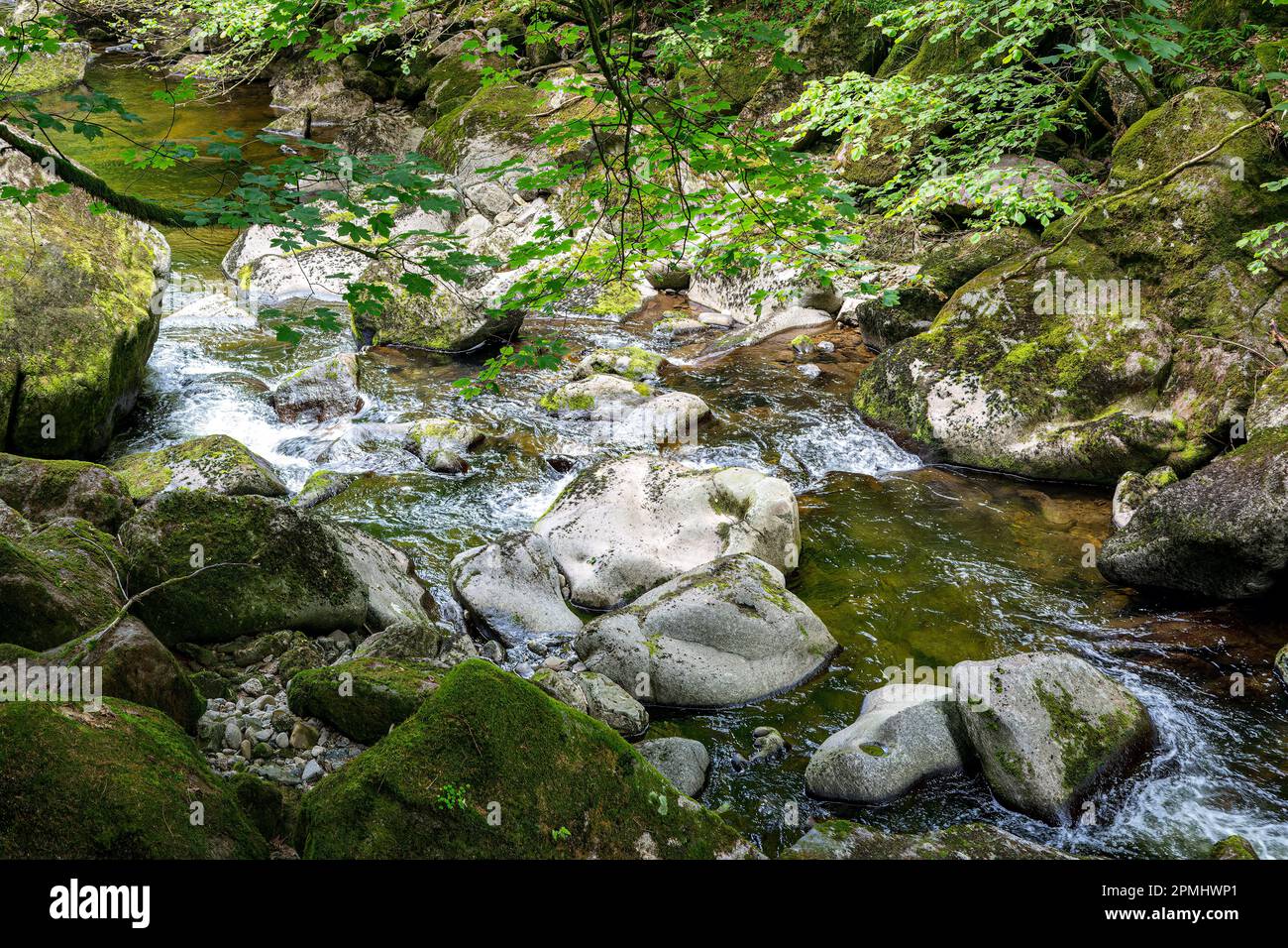Un ruscello selvaggio scorre attraverso la Foresta Bavarese, attraversando terreni rocciosi e fornendo un habitat fiorente per la flora e la fauna variegate. Foto Stock