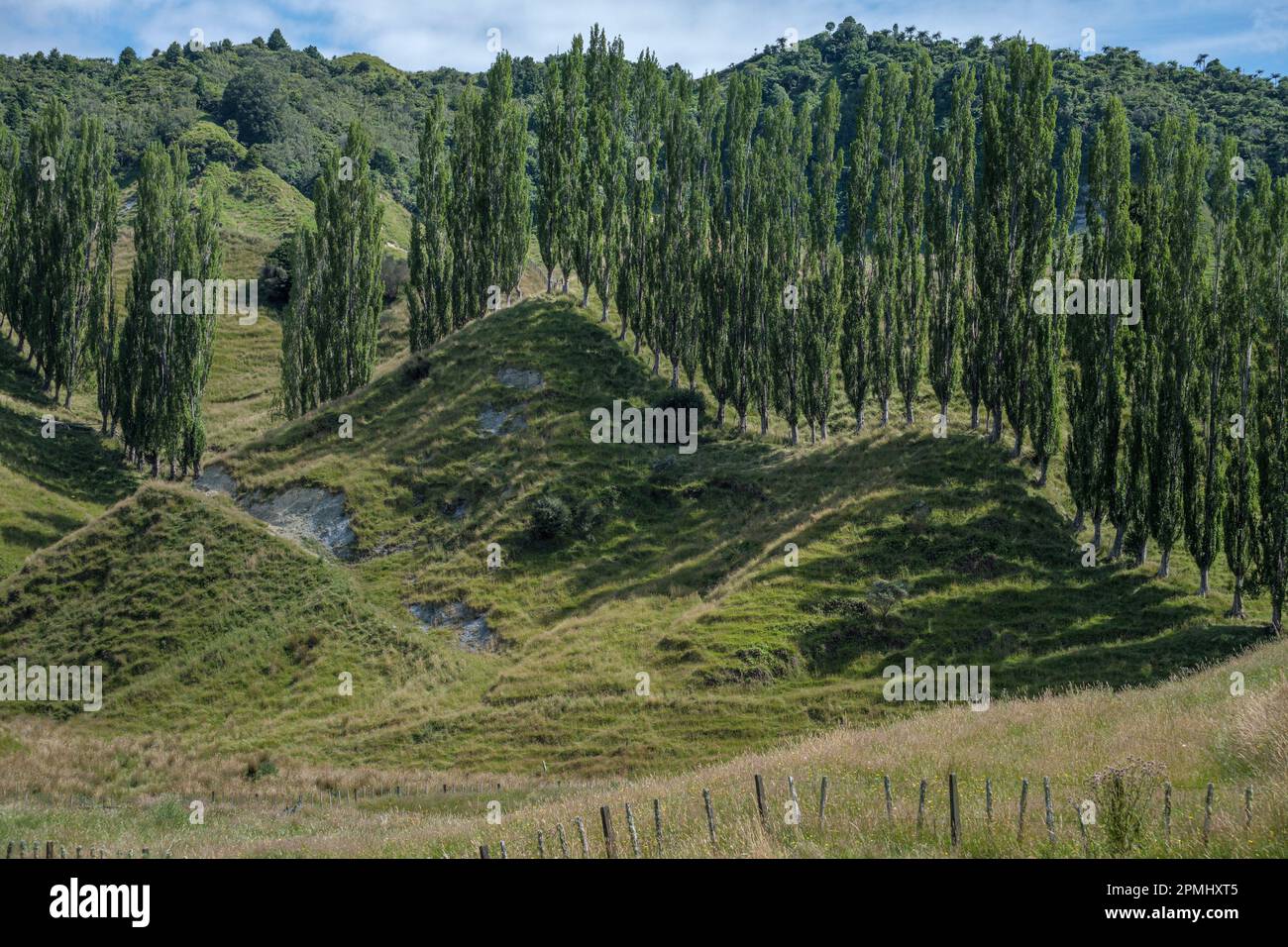 Una fila di alberi di pioppo sulla Forgotten World Highway vicino a Whangamomona, Isola del Nord, Nuova Zelanda Foto Stock