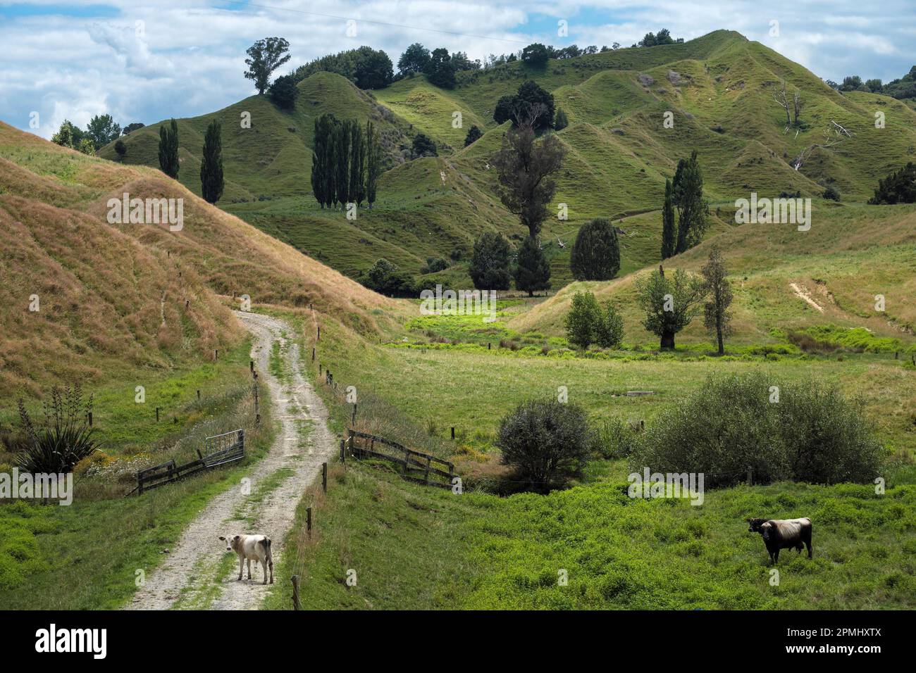 Una pista di fattoria fuori dalla Forgotten World Highway, North Island, Nuova Zelanda Foto Stock