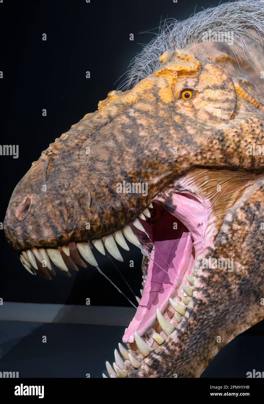 Primo piano di una testa Tyrannosaurus Rex. Dettaglio di un animale adulto di dimensioni reali (20 anni). Modello o replica esposti nella Royal Ontario Mus Foto Stock