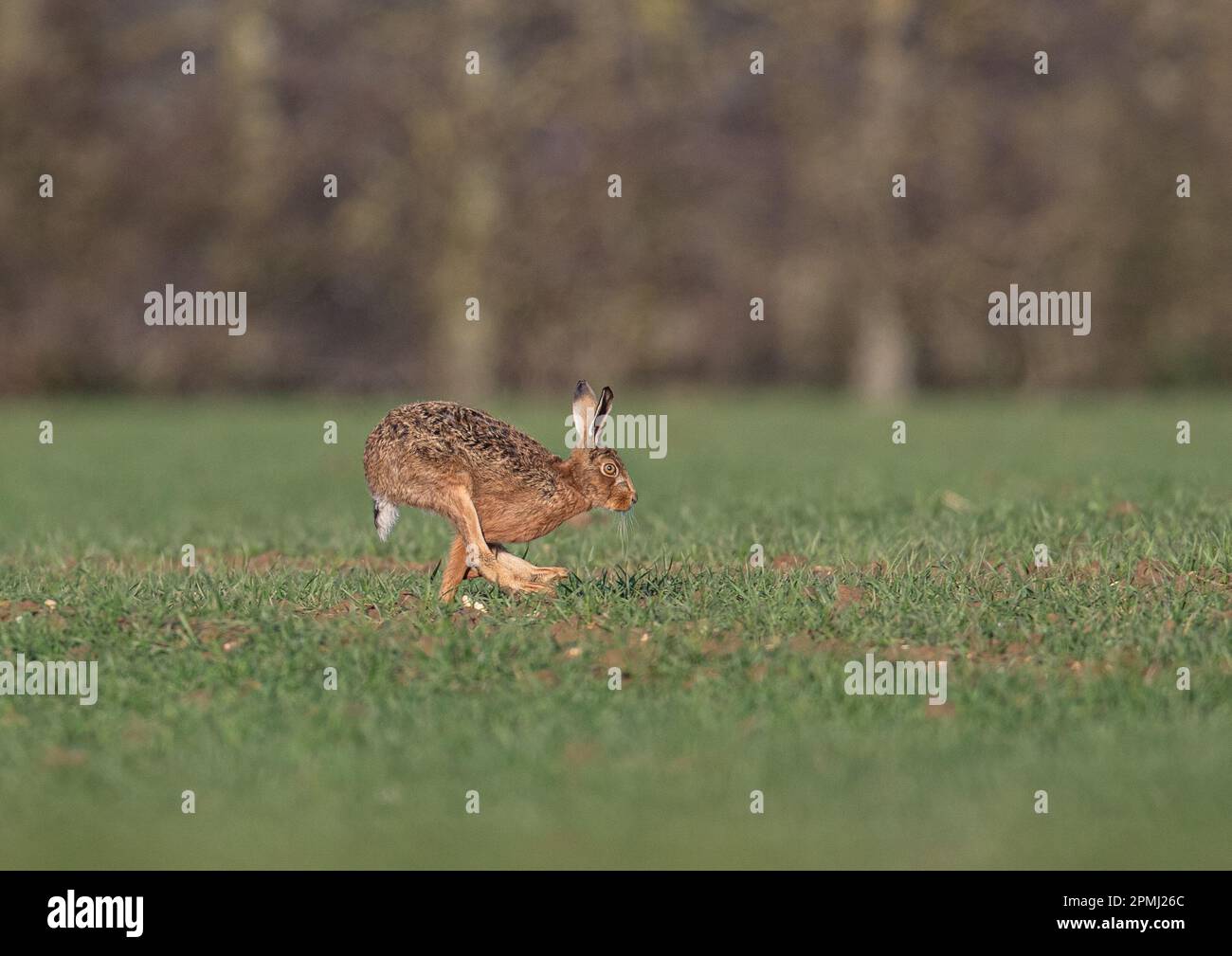 Una Hare marrone (Lepus europaeus) che accelera attraverso il raccolto degli agricoltori, al tramonto, mostrando come si muove, è gambe lunghe e flessibile spinale.Suffolk, UK Foto Stock