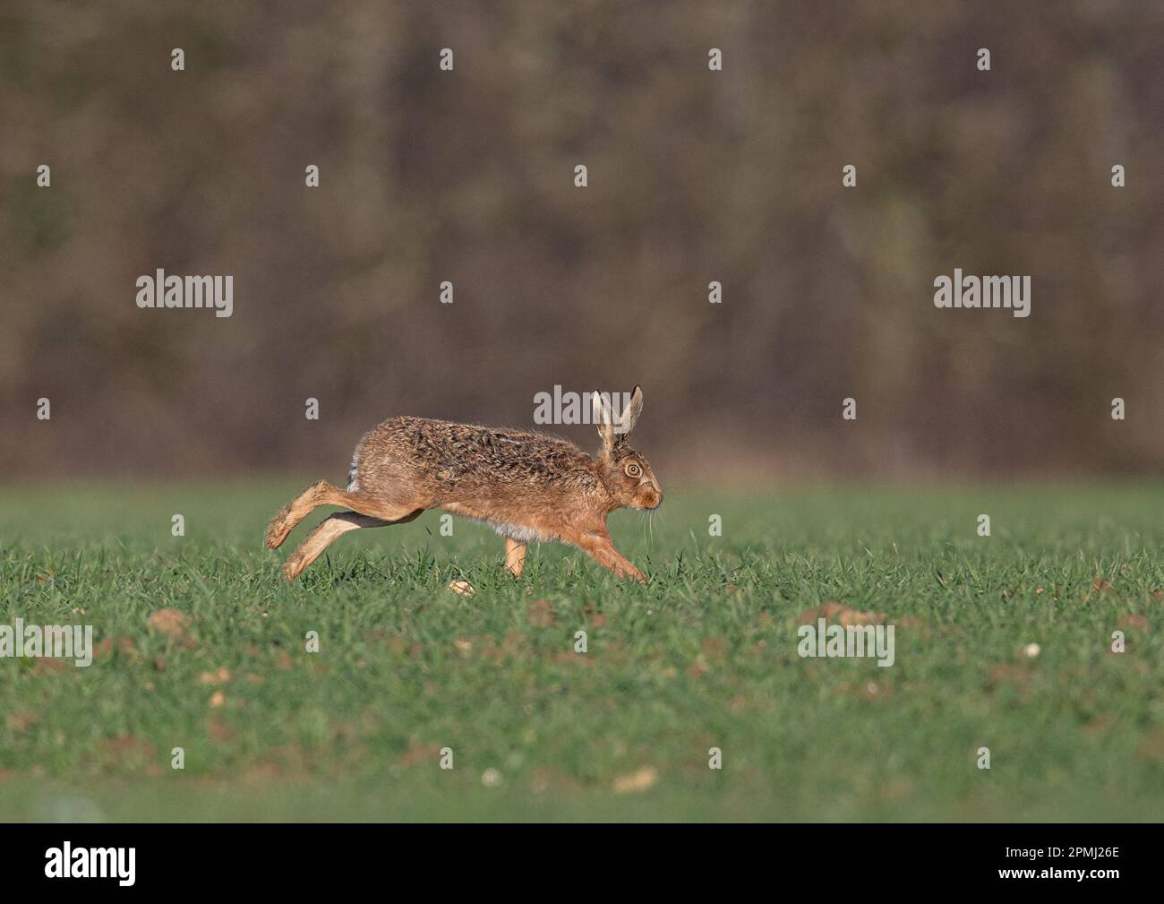 Una Hare marrone (Lepus europaeus) che accelera attraverso il raccolto degli agricoltori, al tramonto, mostrando come si muove, è gambe lunghe e flessibile spinale.Suffolk, UK Foto Stock
