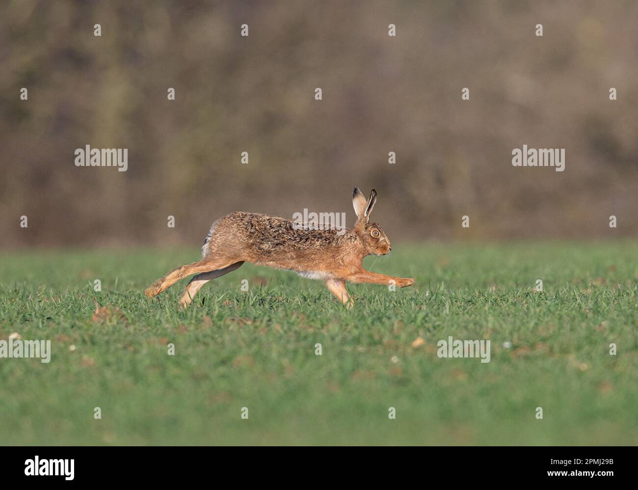 Una Hare marrone (Lepus europaeus) che accelera attraverso il raccolto degli agricoltori, al tramonto, mostrando come si muove, è gambe lunghe e flessibile spinale.Suffolk, UK Foto Stock