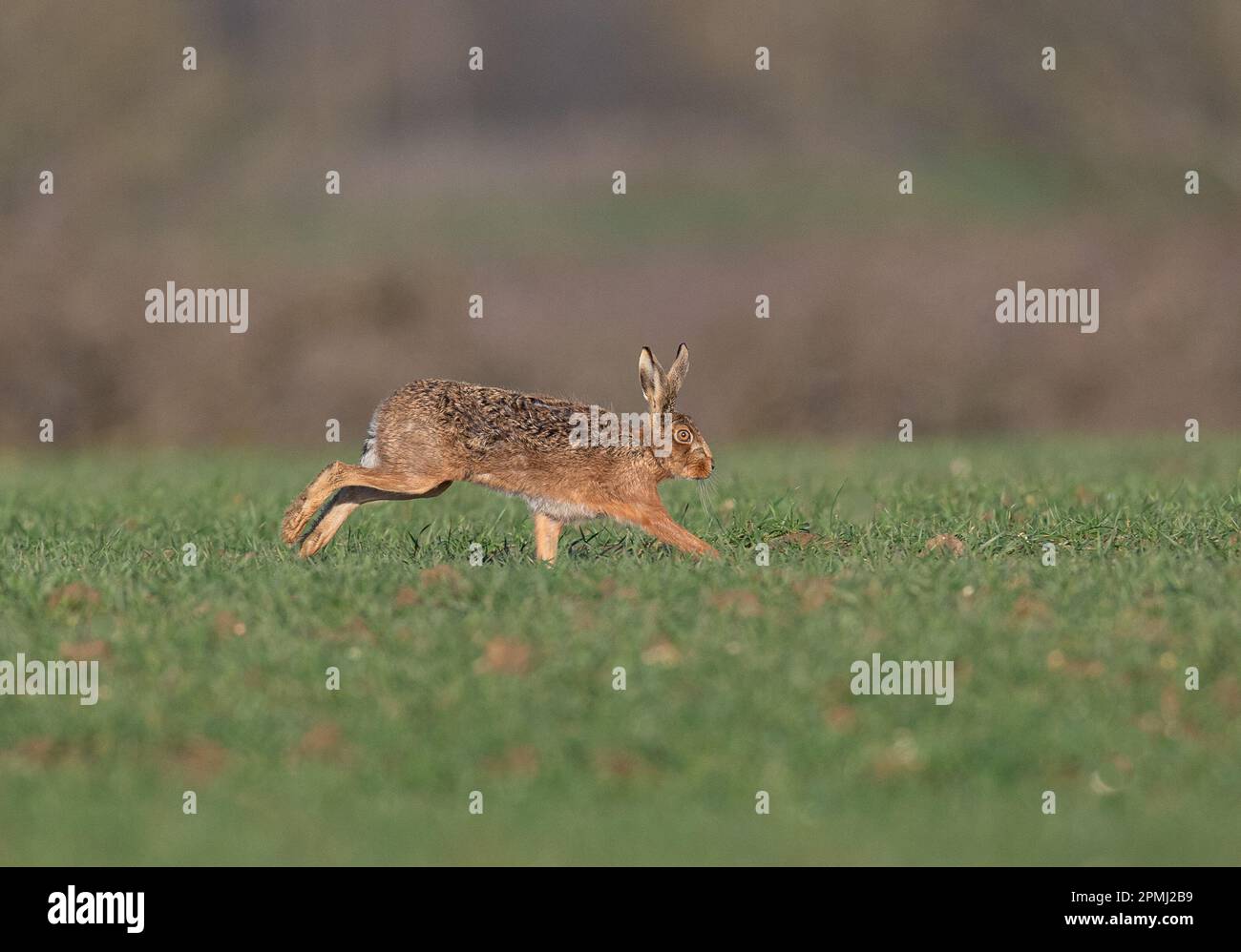 Una Hare marrone (Lepus europaeus) che accelera attraverso il raccolto degli agricoltori, al tramonto, mostrando come si muove, è gambe lunghe e flessibile spinale.Suffolk, UK Foto Stock