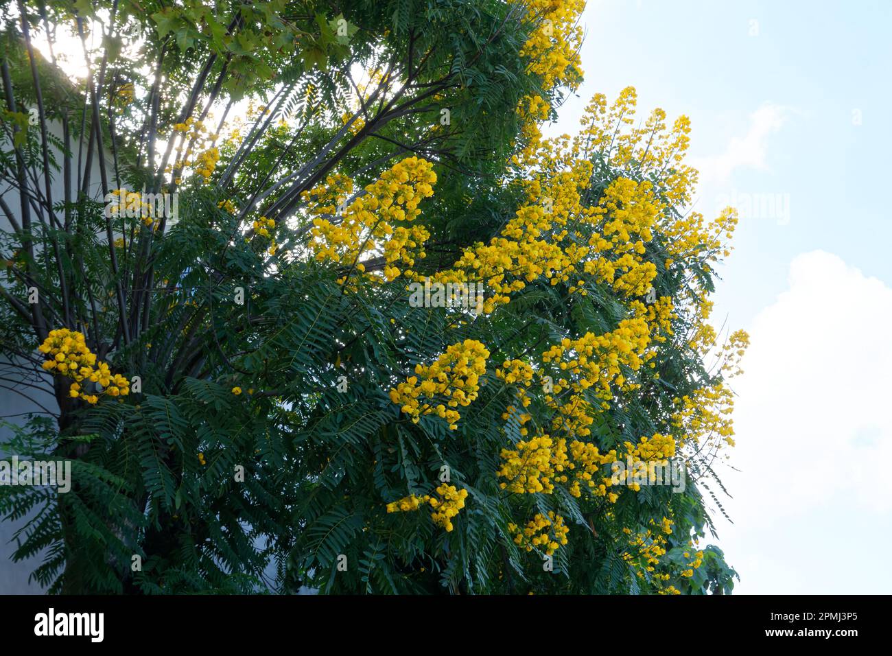 Icod de los Vinos, piccola ma affascinante cittadina con il famoso albero di dracena. Foto Stock