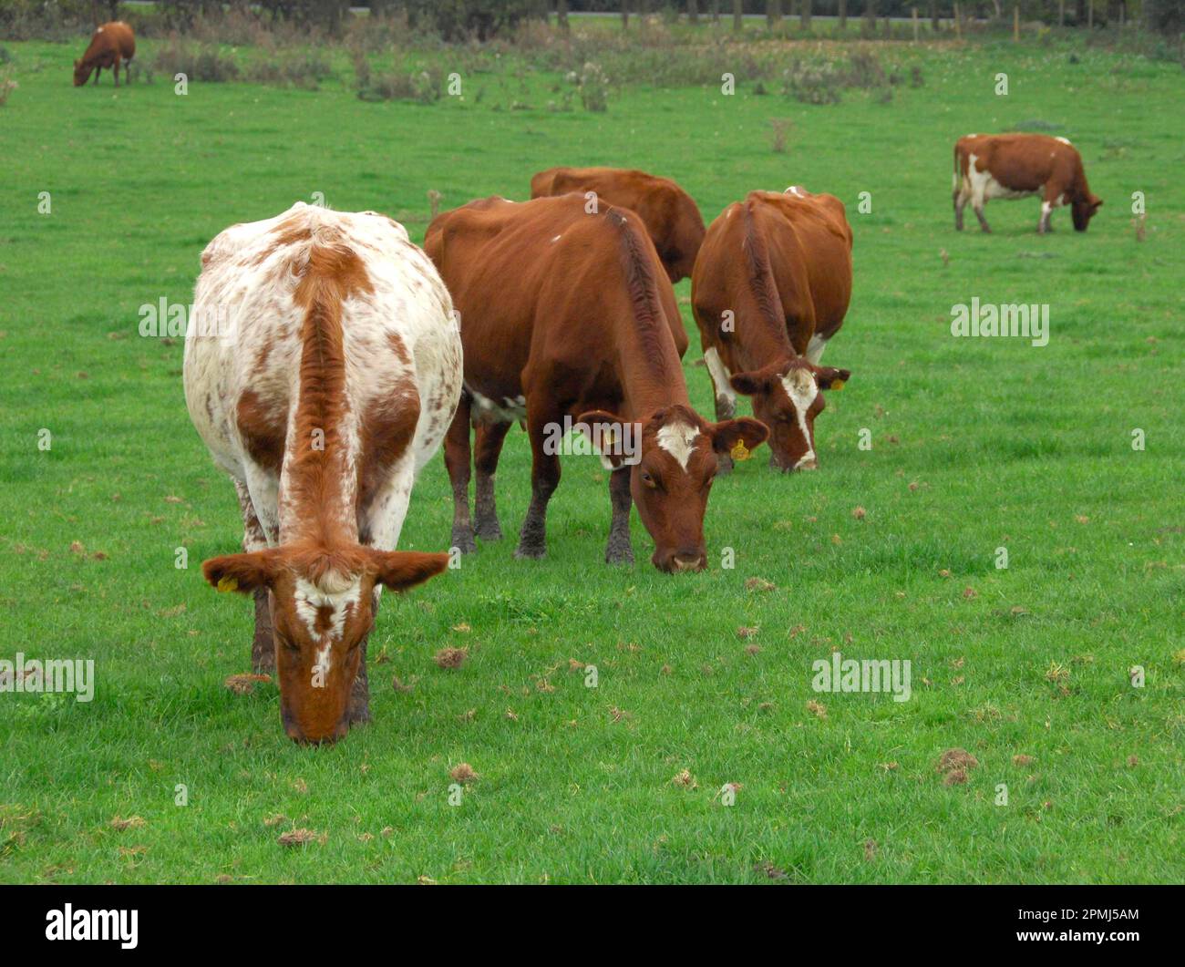 Bovini domestici, vacche di Shorthorn casearie, pascolo in pascolo, Chester, Cheshire, Inghilterra, Regno Unito Foto Stock