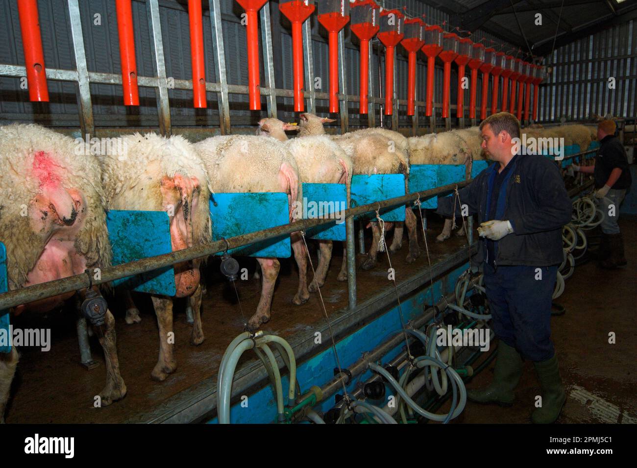 Pecora domestica, Friesland pecore da latte mungere in salotto, Inghilterra, Gran Bretagna Foto Stock