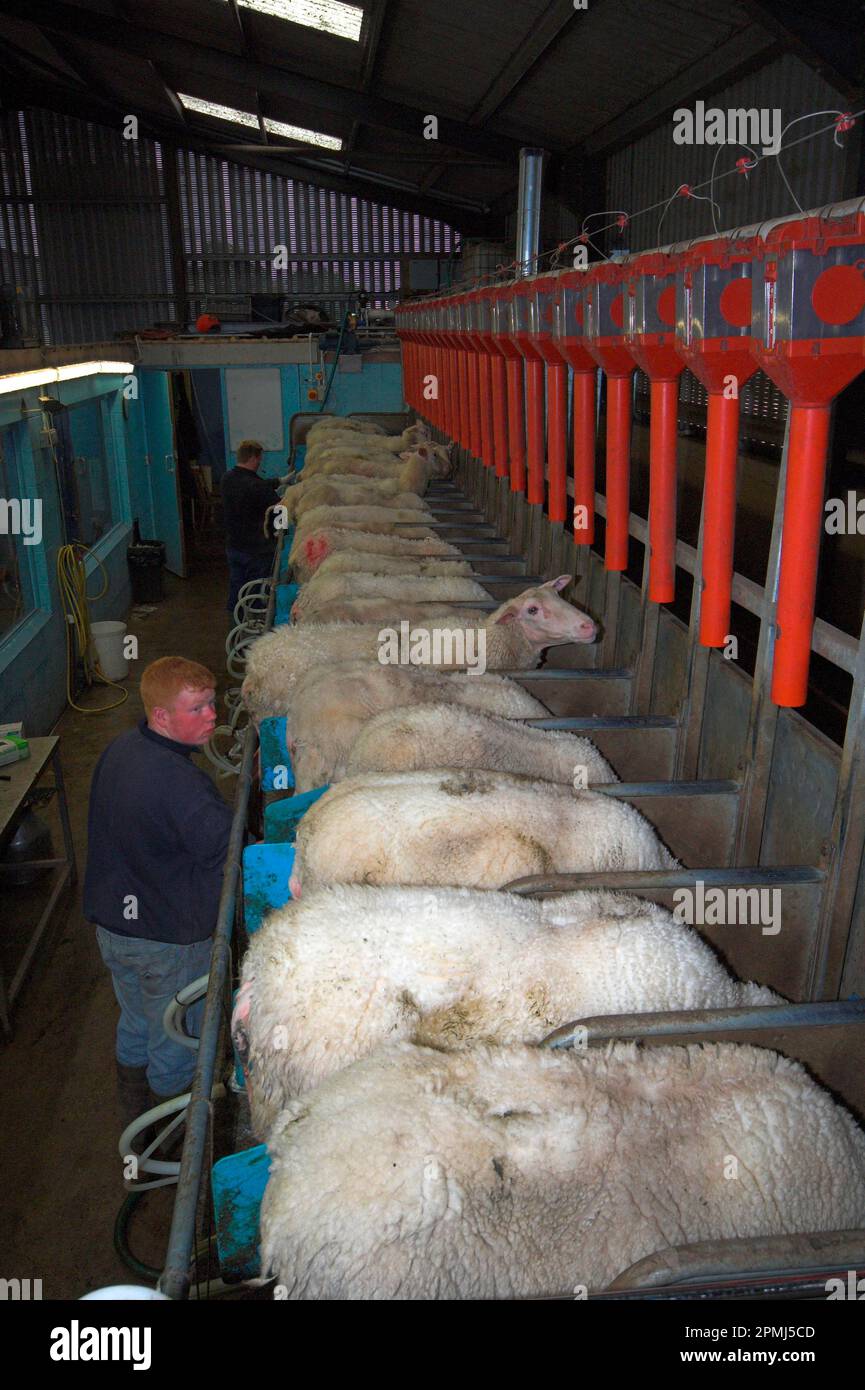 Pecora domestica, Friesland pecore da latte mungere in salotto, Inghilterra, Gran Bretagna Foto Stock